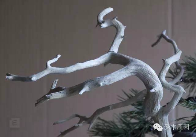 图解 下山松盆景移栽后的培养和整型