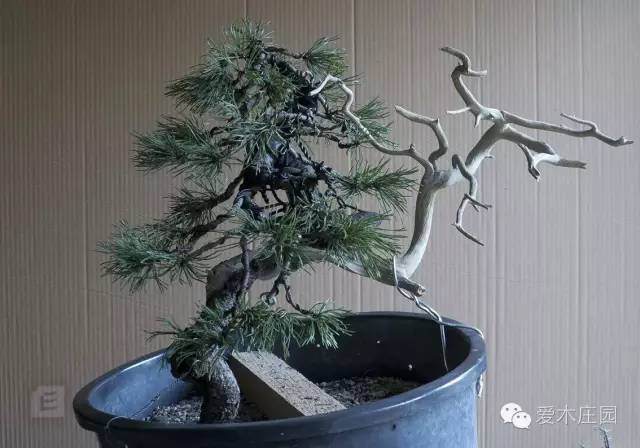 图解 下山松盆景移栽后的培养和整型