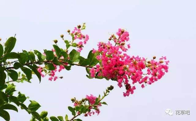 紫薇盆景怎么养护好看？