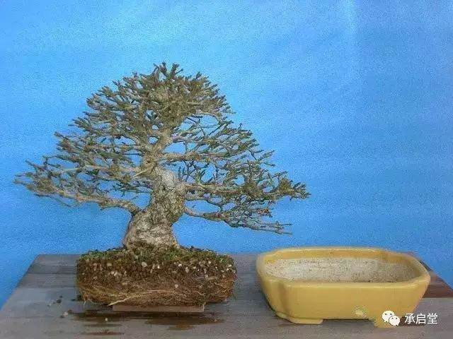 图解盆景换盆的全过程