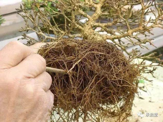 图解 盆景怎么换盆的11个过程