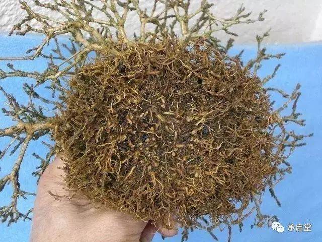 图解 盆景怎么换盆的11个过程