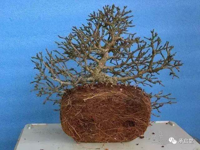 图解 盆景怎么换盆的11个过程