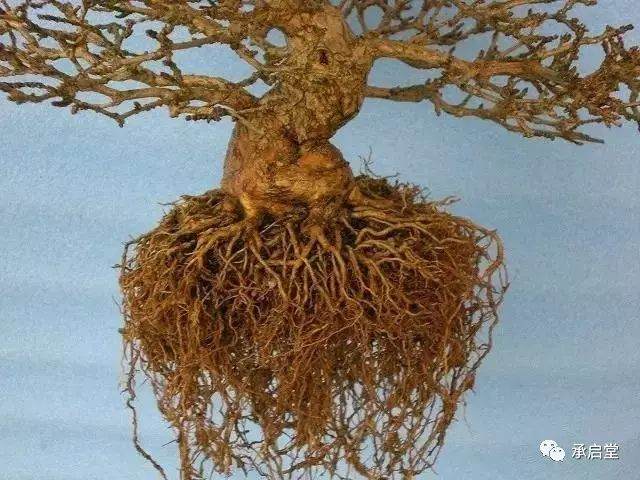 图解 盆景怎么换盆的11个过程