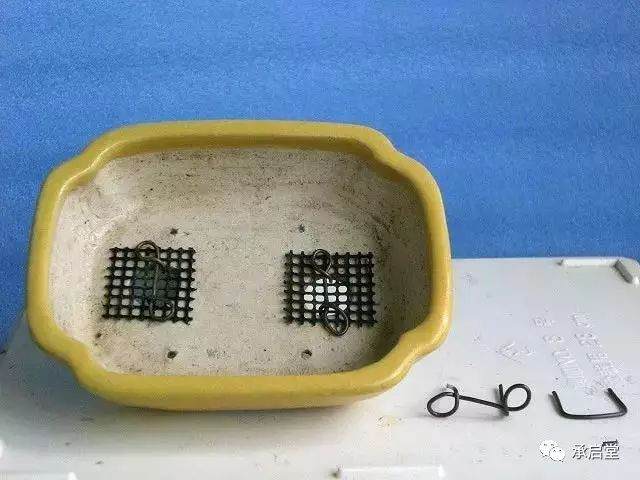 图解 盆景怎么换盆的11个过程