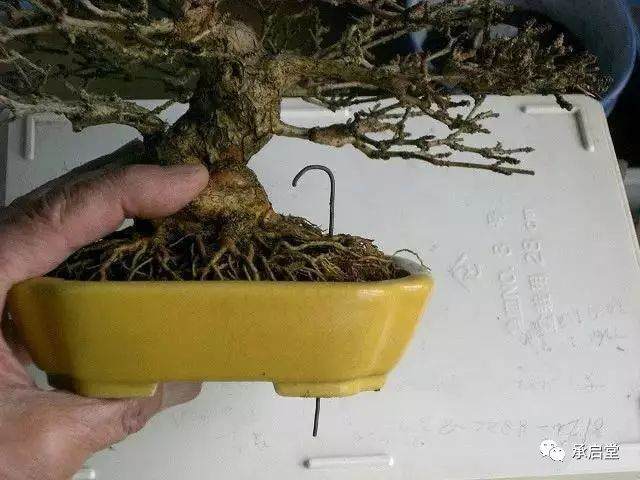 图解 盆景怎么换盆的11个过程