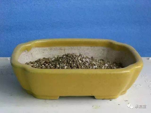 图解 盆景怎么换盆的11个过程