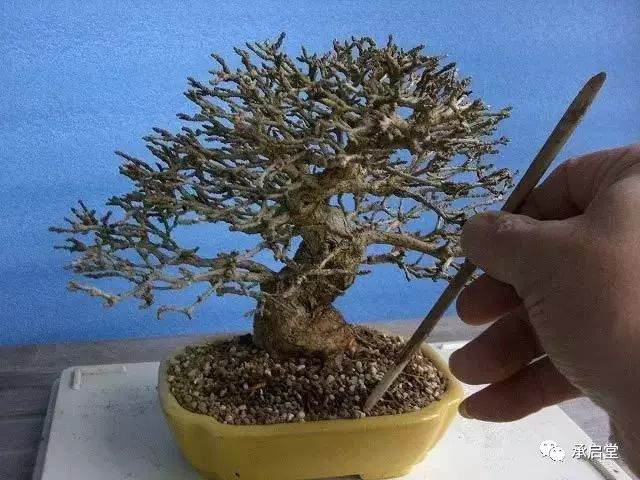 图解 盆景怎么换盆的11个过程