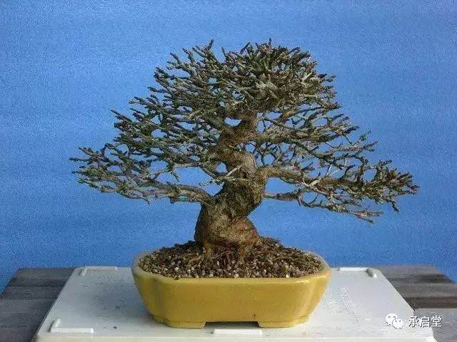 图解 盆景怎么换盆的11个过程