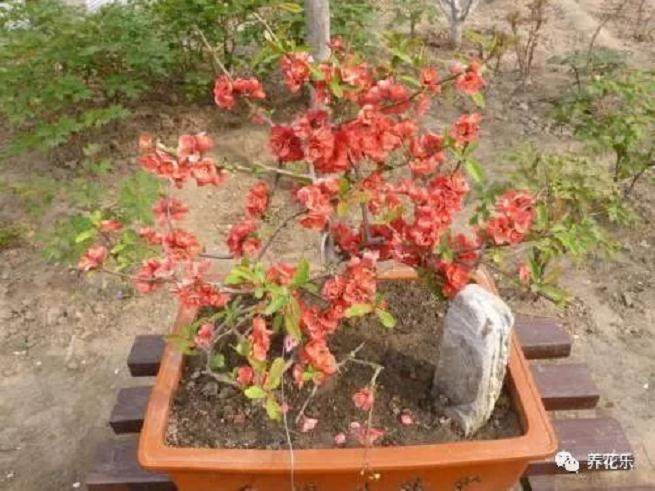 海棠花养护技巧，盆景制作该如何操作？