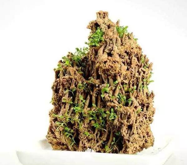 上水石盆景如何养护?