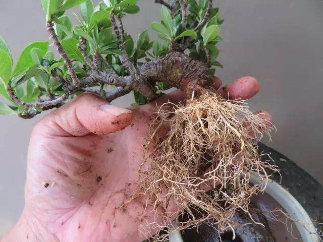 如何对栀子花盆景进行高压繁殖