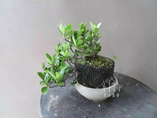 如何对栀子花盆景进行高压繁殖？