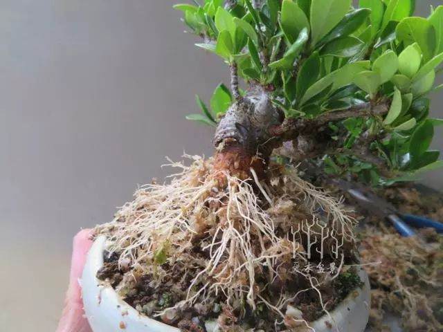 如何对栀子花盆景进行高压繁殖