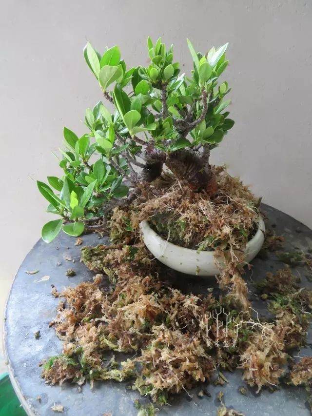 如何对栀子花盆景进行高压繁殖