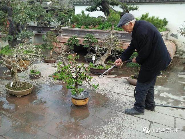 盆景大师胡世勋与农院学子之情