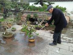 盆景大师胡世勋与农院学子之情