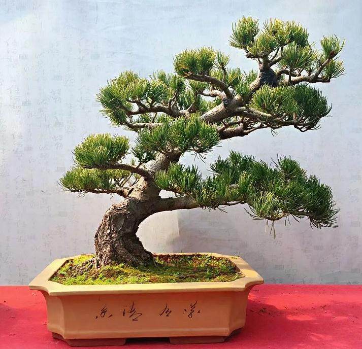 盆景入门必读 枝片的塑造