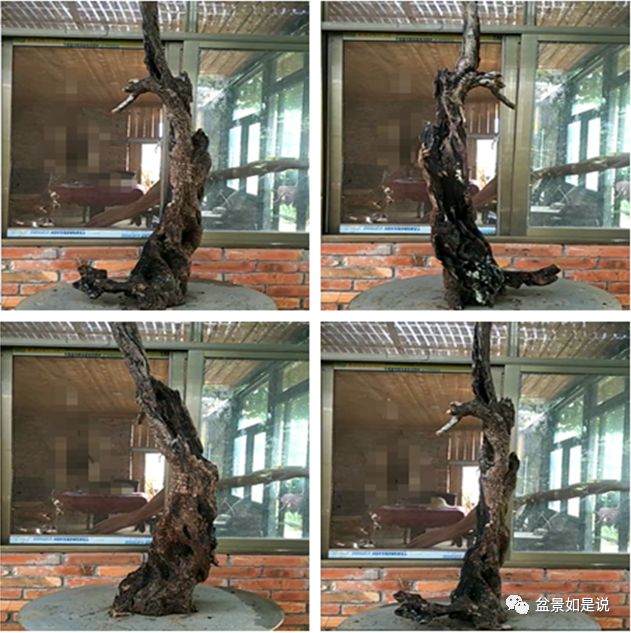 盆景制作实例讲解-审桩 图片