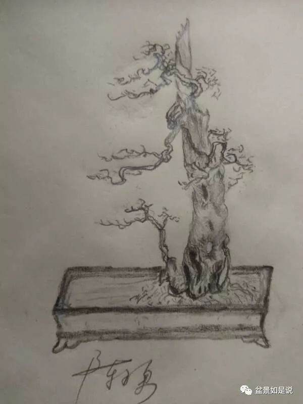 盆景制作实例讲解-审桩 图片