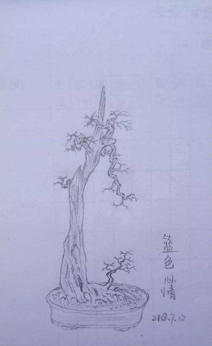 盆景制作实例讲解-审桩 图片