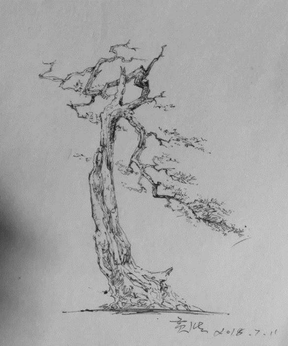 盆景制作实例讲解-审桩 图片