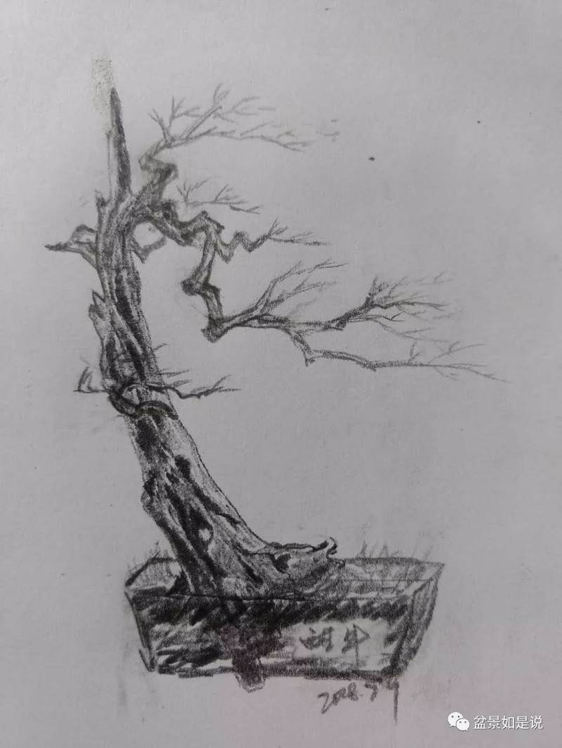 盆景制作实例讲解-审桩 图片