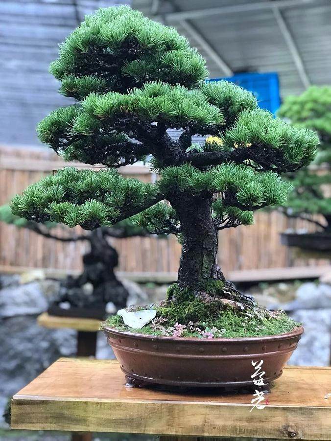 8月份,盆景该怎样养护?