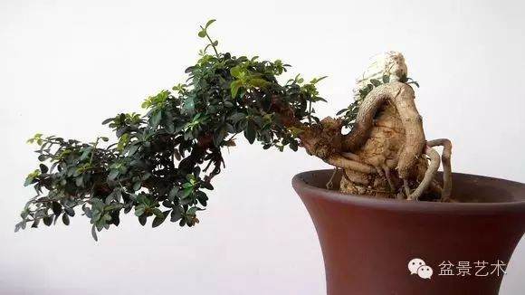 小叶女贞老桩盆景怎样制作技巧