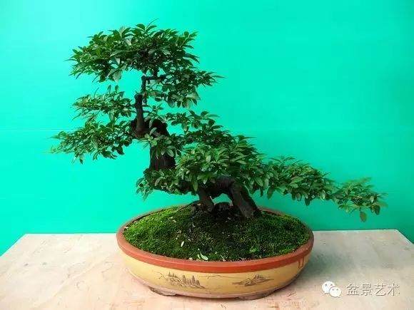 小叶女贞盆景的制作技巧