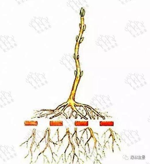 图解 盆景造型是贯穿整个训练过程的一项工作