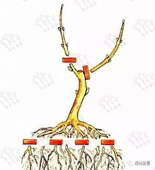 图解 盆景造型是贯穿整个训练过程的一项工作