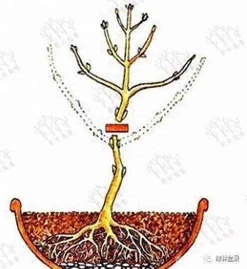 图解 盆景造型是贯穿整个训练过程的一项工作