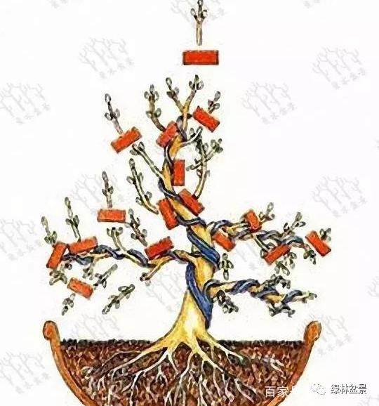图解 盆景造型是贯穿整个训练过程的一项工作