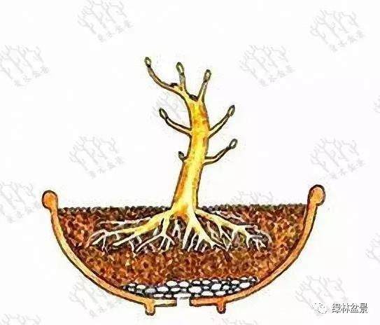 图解 盆景造型是贯穿整个训练过程的一项工作