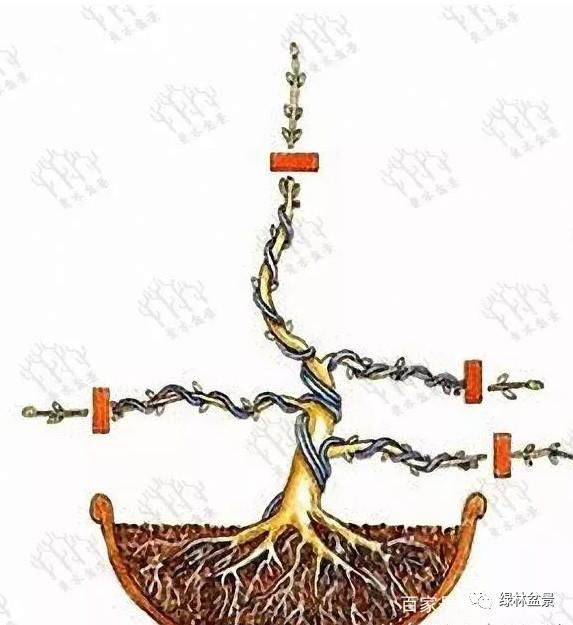 图解 盆景造型是贯穿整个训练过程的一项工作