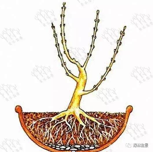图解 盆景造型是贯穿整个训练过程的一项工作