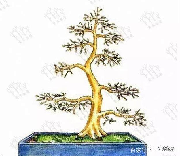 图解 盆景造型是贯穿整个训练过程的一项工作