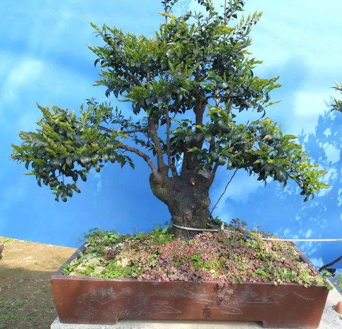 黑骨茶盆景的养护方法