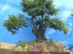 黑骨茶盆景的养护方法