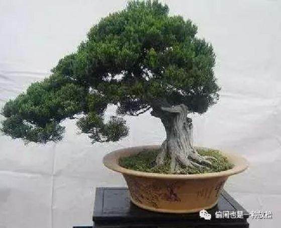 龙柏盆景的5个养护技巧