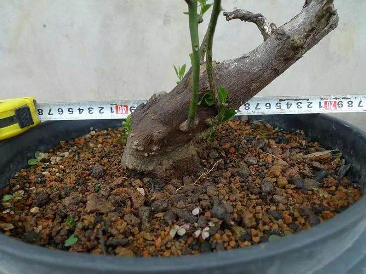 金豆盆景造型设计的9个步骤