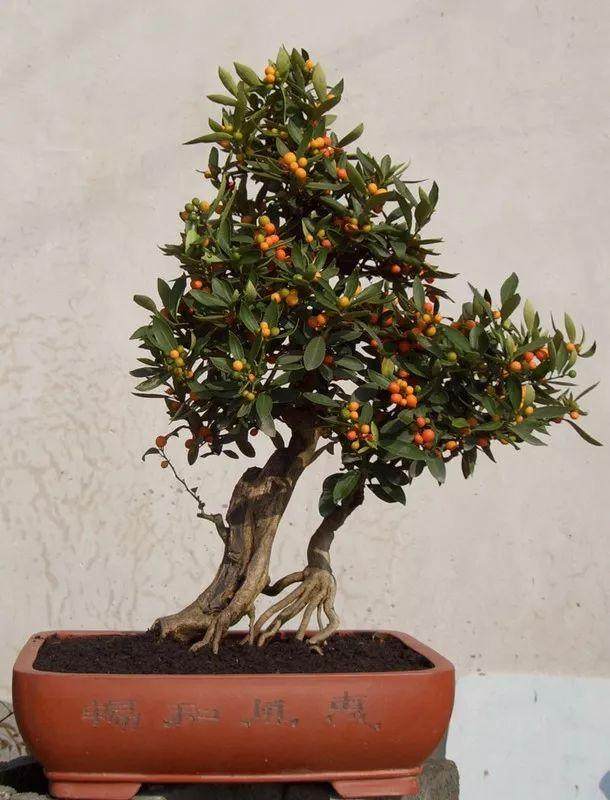 金豆盆景造型设计的9个步骤