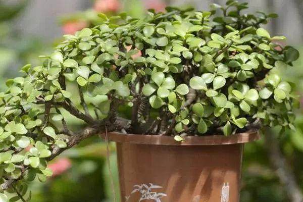 金枝玉叶的盆景制作方法和养植方法