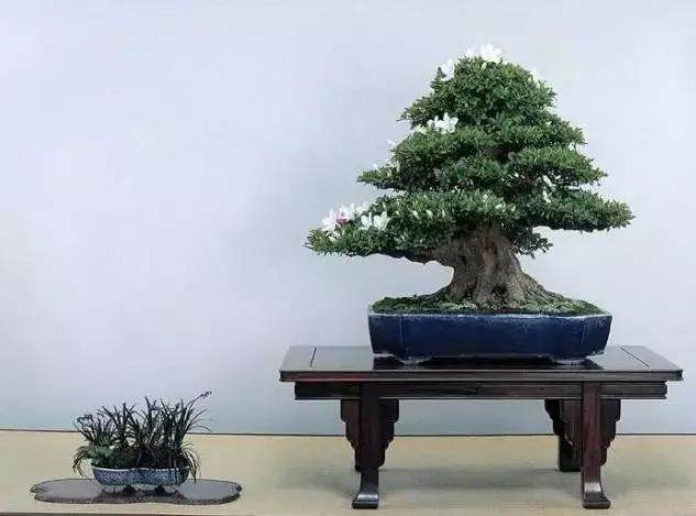 禅意山水盆景该怎么造型，怎么养？