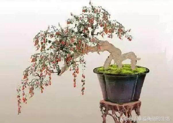 枸杞盆景的养护技巧