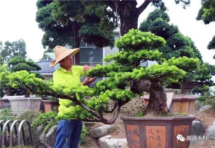 中国盆景大观园位于陈村 占地100亩
