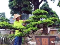 中国盆景大观园位于陈村 占地100亩