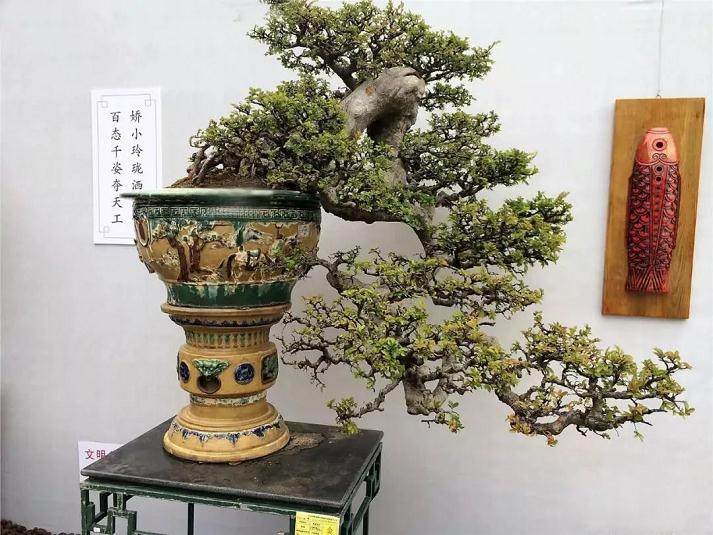 好树+好盆=价格攀升的好盆景！