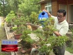 把丹江口打造成浓缩的盆景